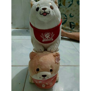 2 bé chó siba yếm.