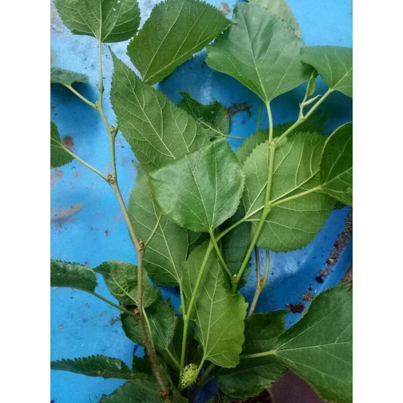 Lá dâu tằm tươi 1kg