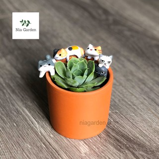 Chậu đất nung trồng cây cảnh, sen đá, xương rồng - trụ tròn nâu trung
