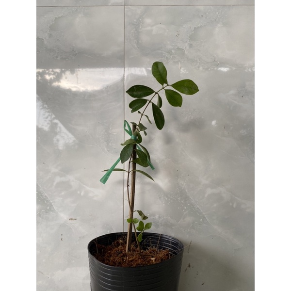 Cây ổi sim Nhật