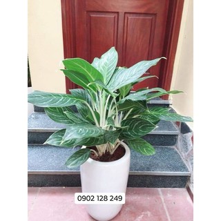 Cây bạch mã hoàng tử chậu nhựa- hàng đẹp