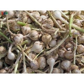 Tỏi lý sơn thơm ngon 1kg  mùa vụ 2024
