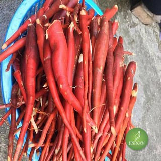 Sâm cau đỏ (1kg tươi) - VTT036