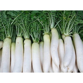 HẠT GIỐNG CỦ CẢI TRẮNG