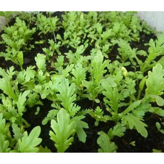 20gr - HẠT GIỐNG RAU TẦN Ô