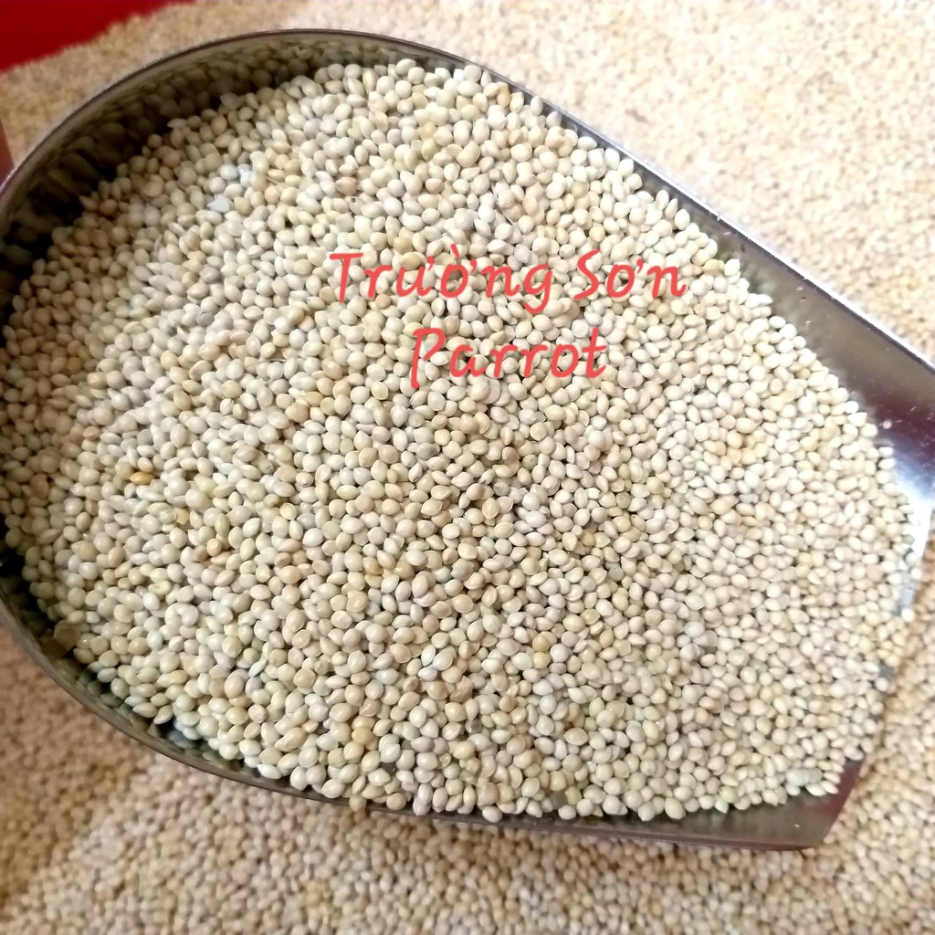 Hạt kê trắng to cho vẹt, yến phụng, 7 màu, chim cảnh, gà, sóc, hamster.....gói 0,5kg/1kg