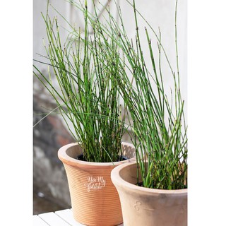 Cây Thiền Trúc (Trúc không lá)- Trang trí sân vườn