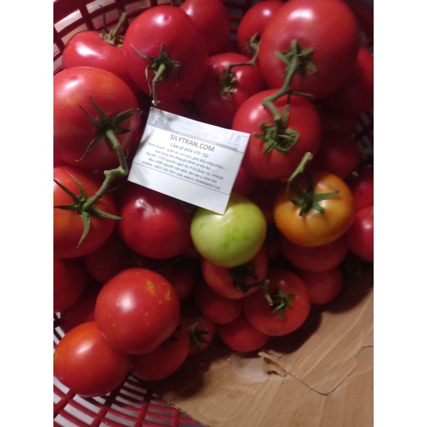 1kg cà chua đà lạt