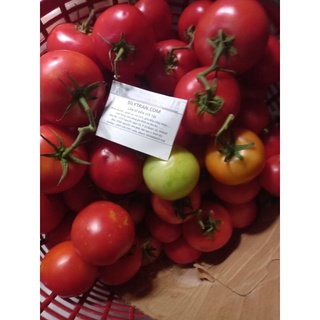 1kg cà chua đà lạt