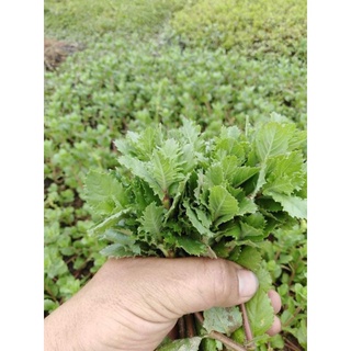cây thủy sinh thủy cúc