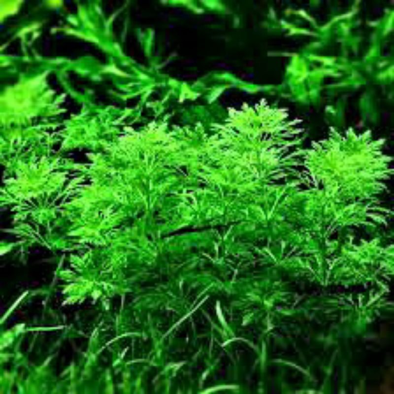 20 Cây Tiểu Bảo Tháp