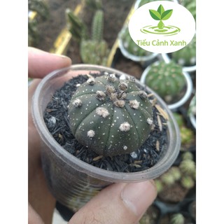 Xương rồng Aster - Tiểu cảnh