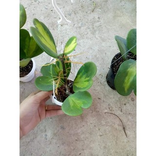 Cẩm cù lá trái tim biên vàng
