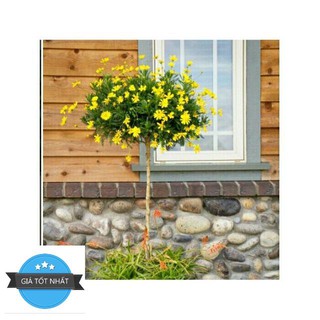Gói 50 hạt giống hoa cúc thân gỗ lâu năm ĐẾN MÙA TRỒNG TẾT
