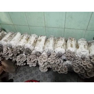 [SG] Combo 10 Phôi Nấm Bào Ngư Xám (có nắp)