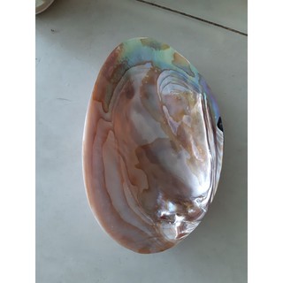 VỎ ỐC TRAI