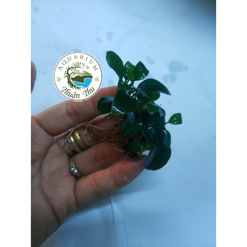 Cây thủy sinh Ráy Nana Petite Nhật
