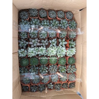Sen Đá Kim Cương Haworthia