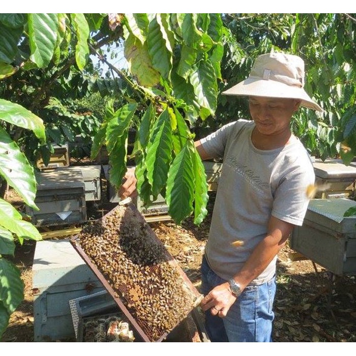 Mật ong hoa cà phê thiên nhiên Lefruit 30g