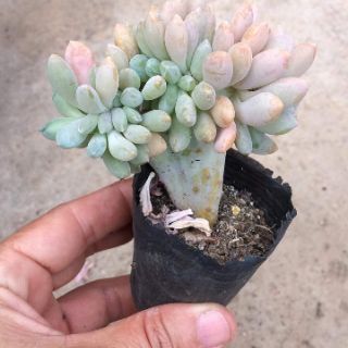 Combo 2 sen đá cổ thụ mini