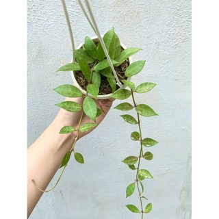 Lan Cẩm Cù Lacunosa