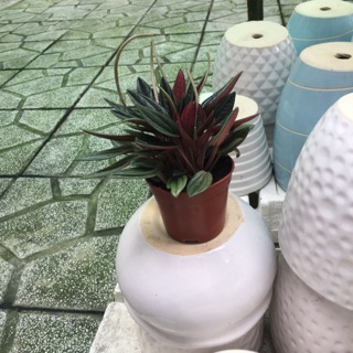 Cây thiên thần đỏ