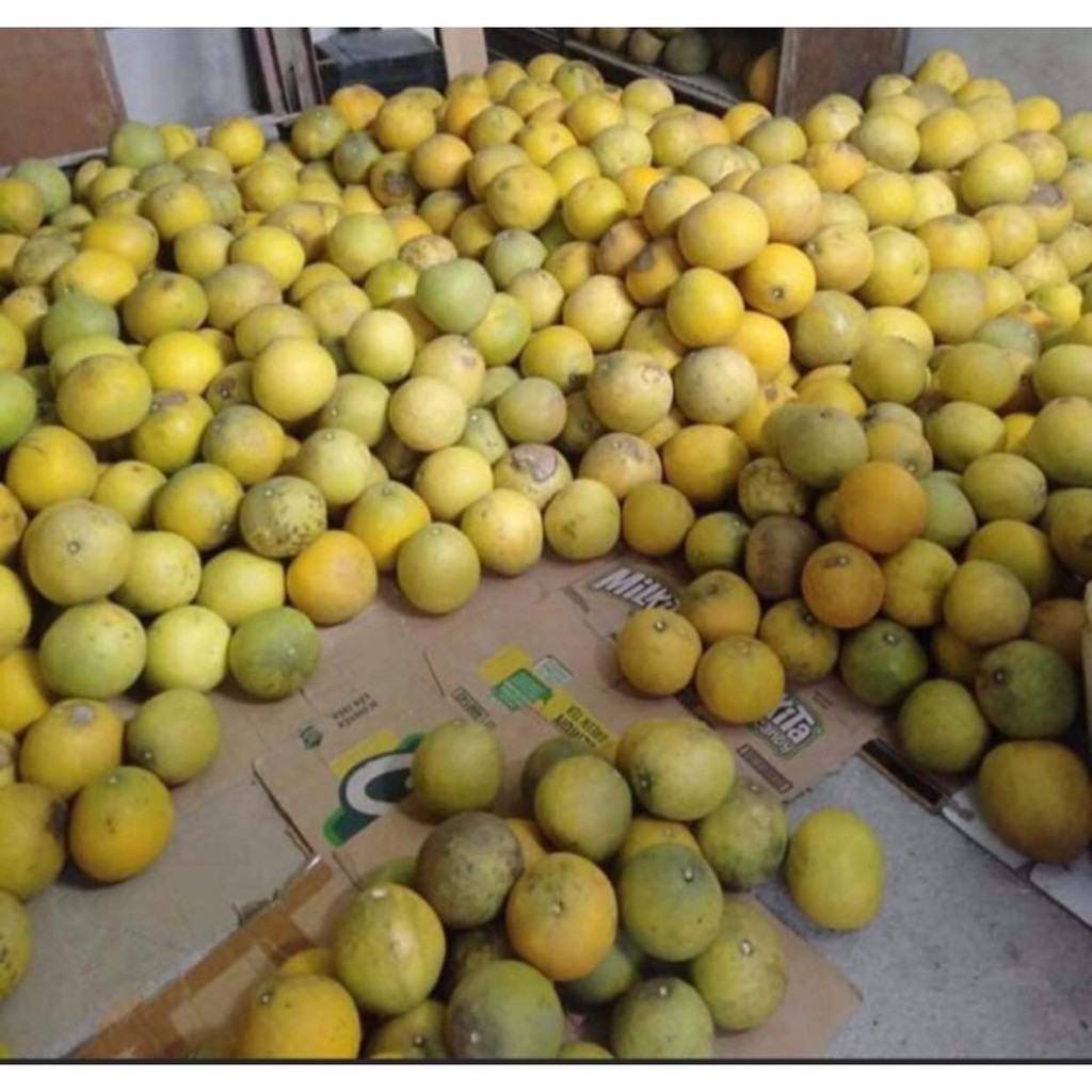 Bưởi diễn tại Sài Gòn size 1-1,3kg