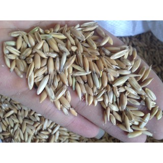 hạt yến mạch còn vỏ thức ăn cho chim