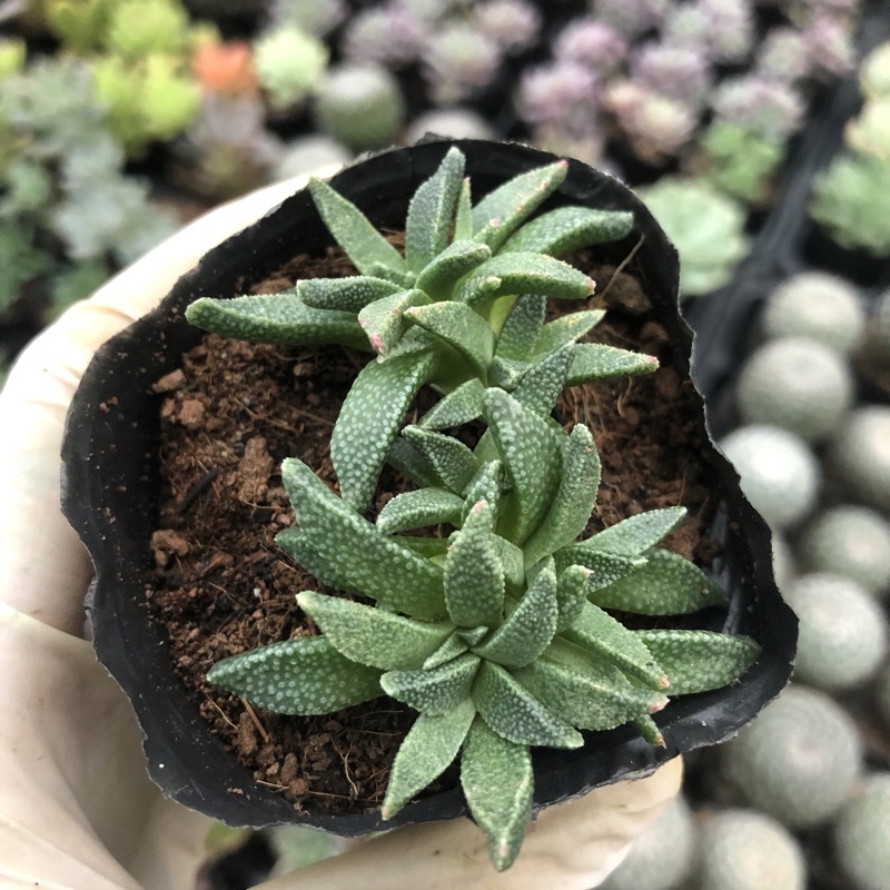 Sen Đá Cỏ Ngọc Sần Size Bầu 5cm Hư 1 Đổi 1