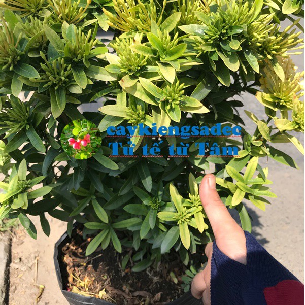 caykiengsadec cây trang vàng siêu bông + tặng phân bón - hoa kiểng lá - trang trí nội thất cảnh quan sân vườn ngoài trời