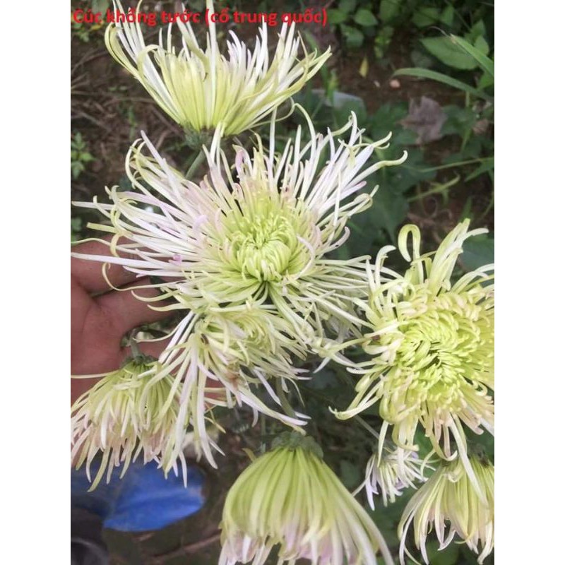 Cúc khổng tước mix màu (cây giống)