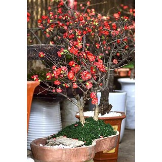 Cây giống hoa mai đỏ siêu nụ hoa tết 2020 hoa tài lộc may mắn, bonsai Nhật Bản nhập khẩu cây giống xanh tươi đang sẵn nụ