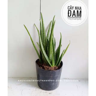 Cây nha đam, cây lô hội
