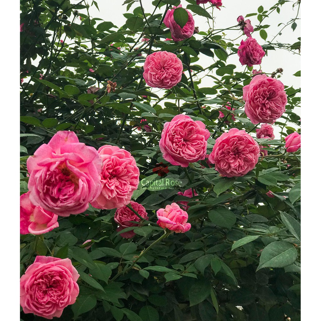 Phân bón chuyên dùng cho hoa hồng - Sai hoa, màu đẹp - TÁCH GÓI TÚI ZIP 15 GAM