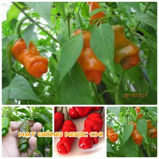 Hạt Giống Ớt Peter (Ớt Cu Tí) - 5 Hạt