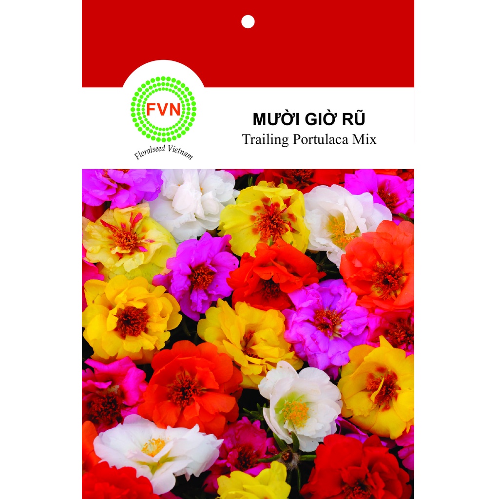 HẠT GIỐNG HOA MƯỜI GIỜ MỸ RŨ NHIỀU MÀU FVN GÓI 10 HẠT - TRAILING PORTULACA MIX