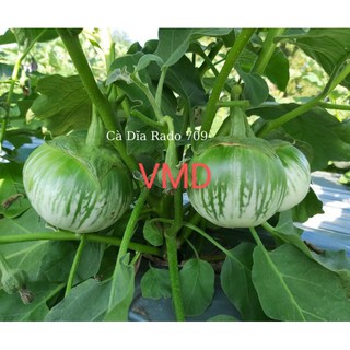 Hạt giống Cà Dĩa