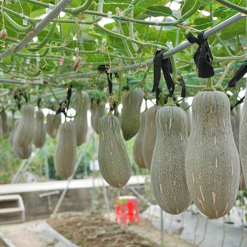 Hạt bí dài 8h / Hạt bí dài Labu Panjang SHOP MỚI KHYẾN MẠI GIÁNG SINH