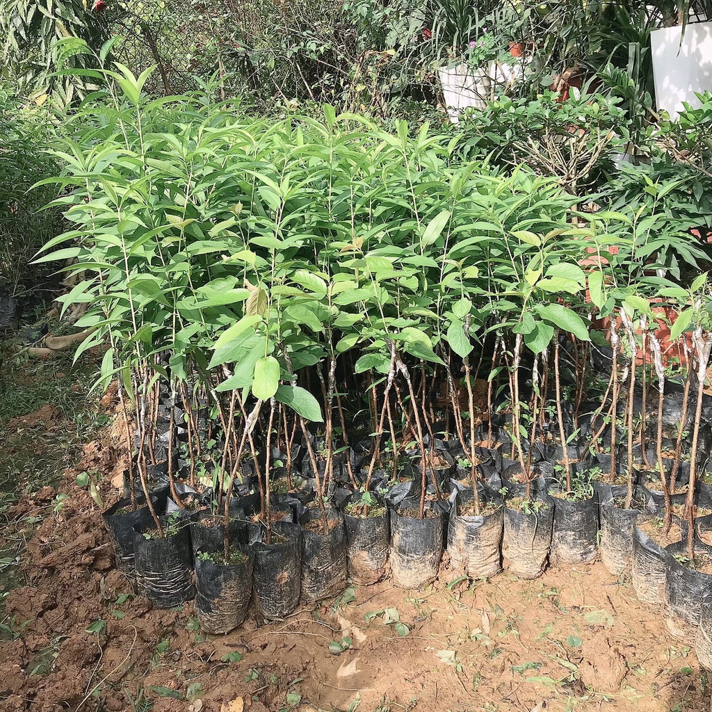 CÂY HOA ANH ĐÀO NHẬT BẢN RA HOA QUANH NĂM CAO 1M