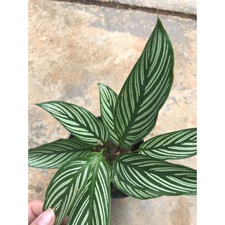 Chậu Đuôi công sọc trắng - Calathea Vittata