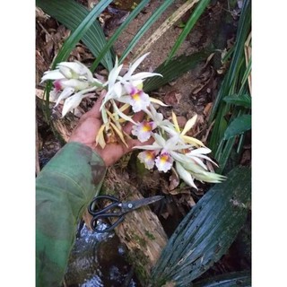 Sản phẩm CỦ ĐỊA LAN GIỐNG HẠC ĐỈNH TRẮNG SIÊU HIẾM , SIÊU ĐẸP + Tặng (0,3kg) phân hữu cơ cao cấp