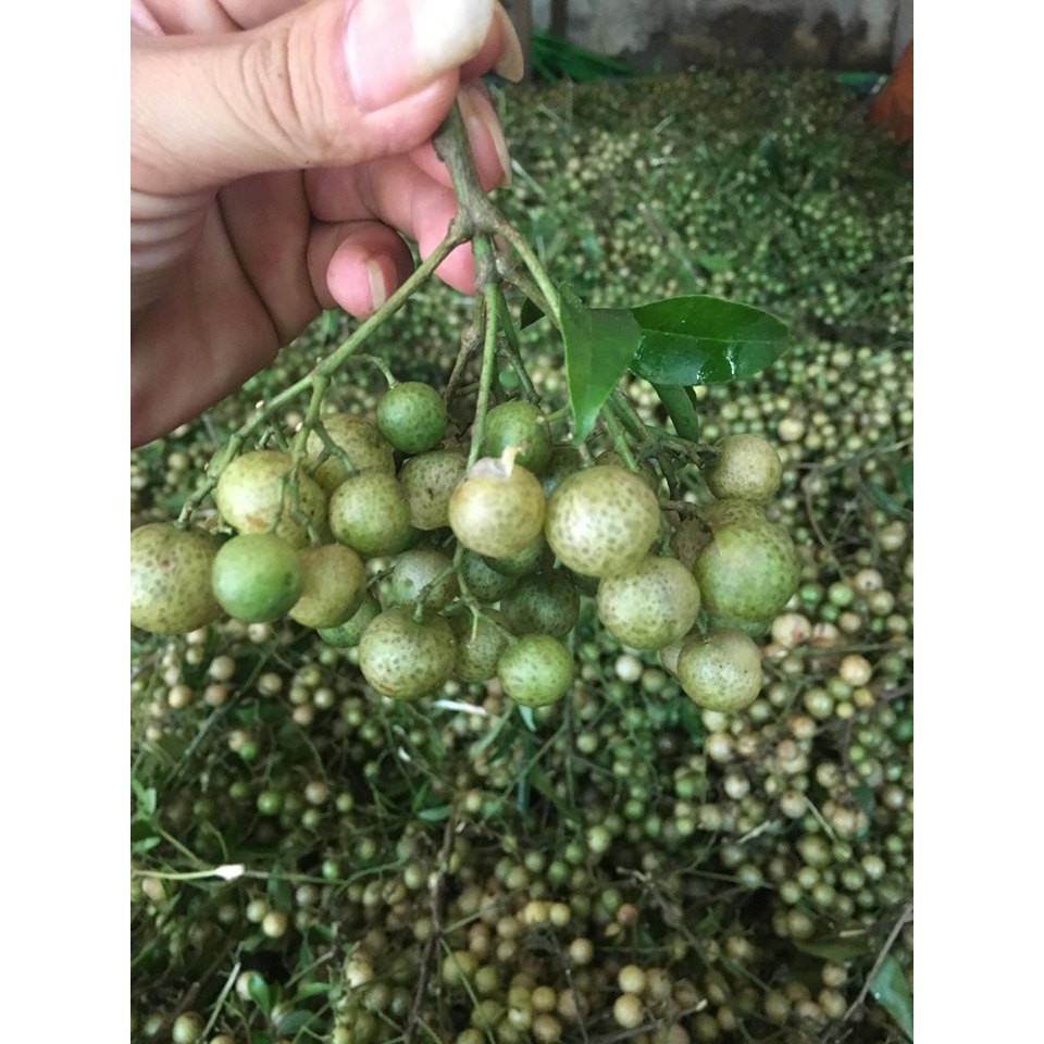 Hạt móc mật khô -500g