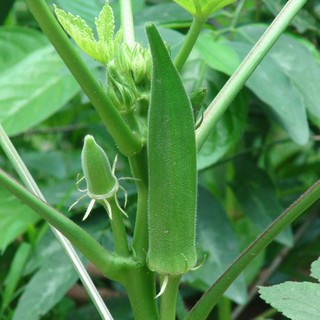 Hạt giống đậu bắp cao sản (trái trắng)