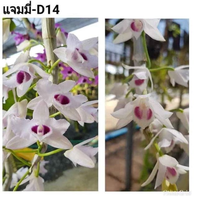 Trầm trắng mắt đỏ lai giống