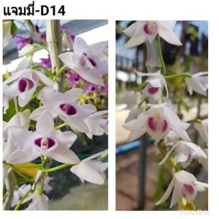 Trầm trắng mắt đỏ lai giống