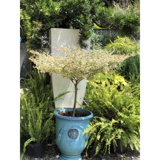 Cây bàng nhật dáng tree cẩm thạch
