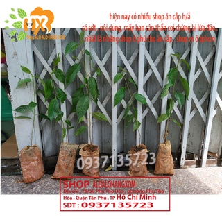 COMBO 5 CÂY CON MAI ANH ĐÀO