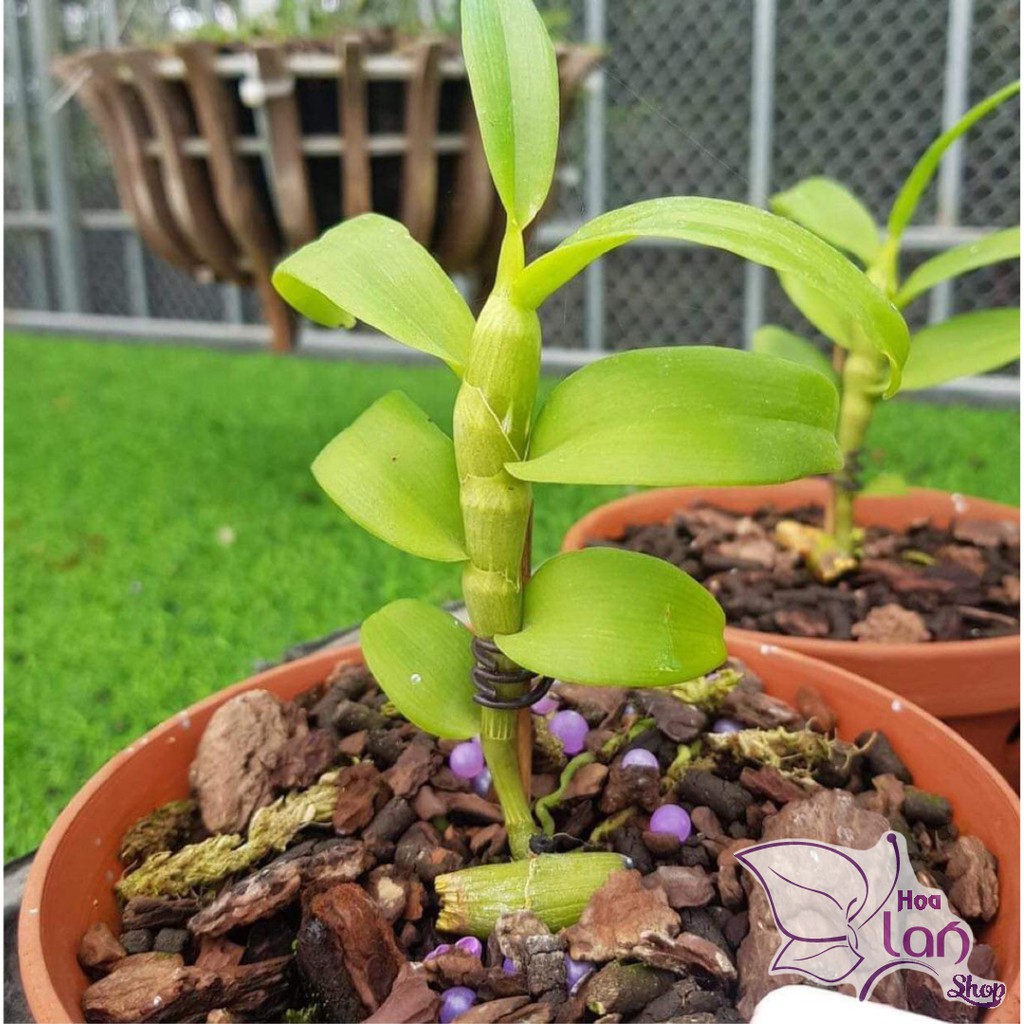 Phi điệp 🍀FREESHIP🍀 5ct Phú Thọ - HO - Bảo Duy - Bạch Tuyết [  Kie Năm 1 ]