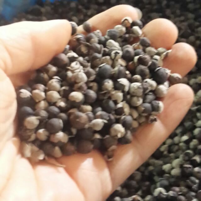 màn kinh tử 500g