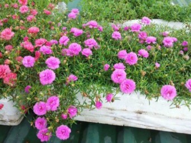 Hạt giống hoa mười giờ mỹ gói 200 hạt. đóng gói bao bì
